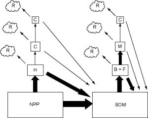 Gambar 1. Skema Sistem Trofik Berbasis Tumbuhan dan Detritus (Chapin et al., 2002)